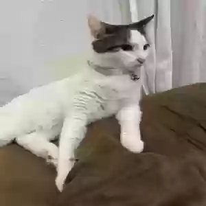lost female cat izzy