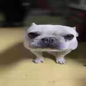 lost female dog unknown