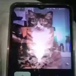 lost female cat scoutess