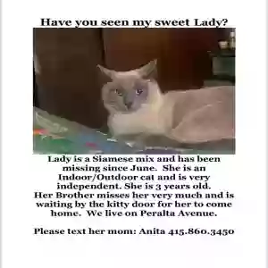 lost female cat lady