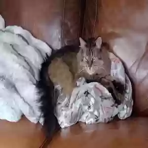 lost female cat nala