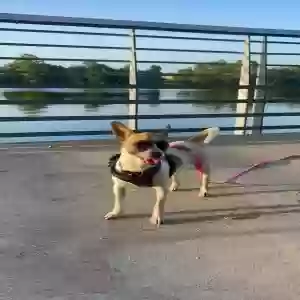 lost female dog chikis