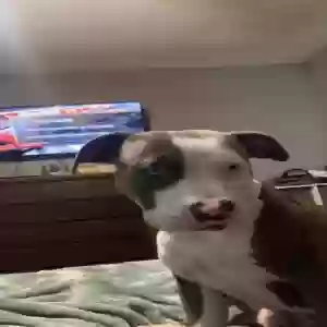 lost male dog rocky