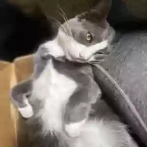 lost male cat kit