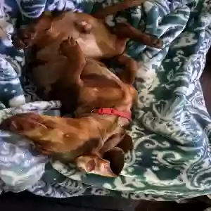 lost male dog rocky