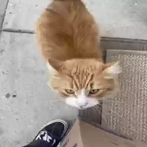 lost male cat canelo