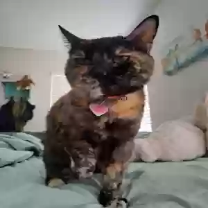 lost female cat bandit