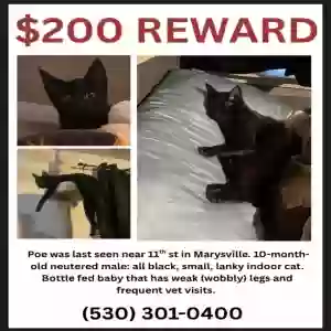 lost male cat poe