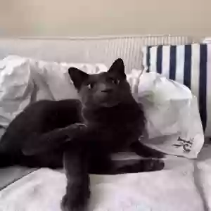 lost male cat griffin