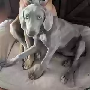 lost male dog jeffey