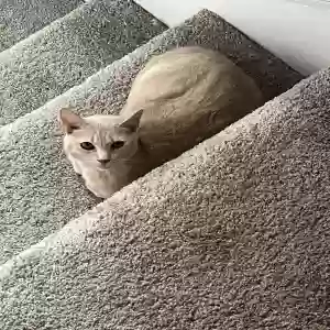 lost female cat slime