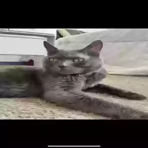 lost male cat fish