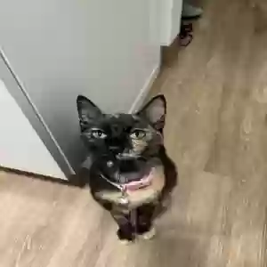 lost female cat mazzy