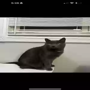 lost male cat nyx