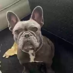 lost female dog juicy
