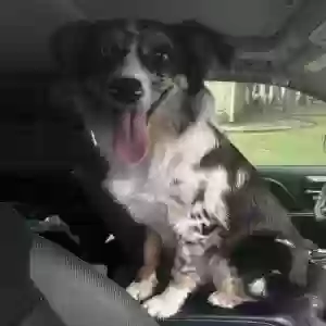 lost female dog moon