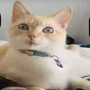lost female cat zoey