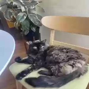 lost female cat smushy pants