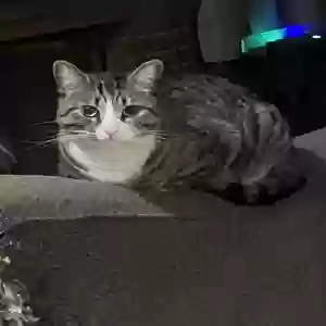 lost male cat michael