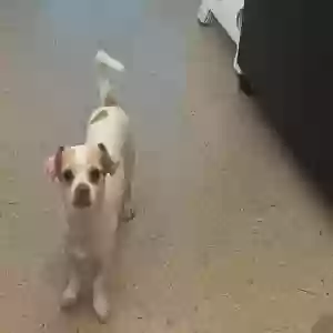 lost male dog marley jr.