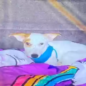 lost male dog milo