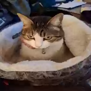lost female cat lil toot/frida