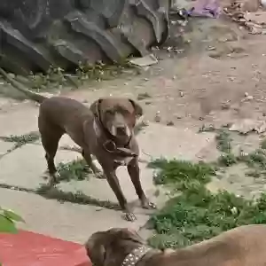 lost female dog havanna