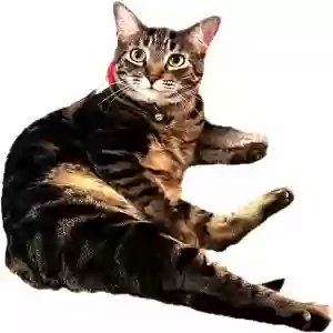 lost female cat diamond