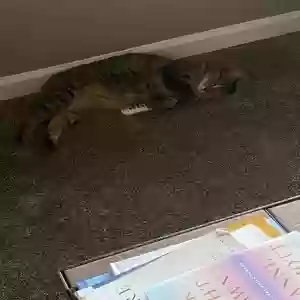 lost female cat nyla