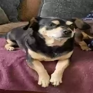 lost male dog mo
