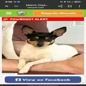 lost male dog unknown
