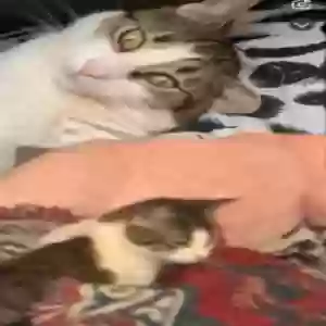 lost male cat pablo