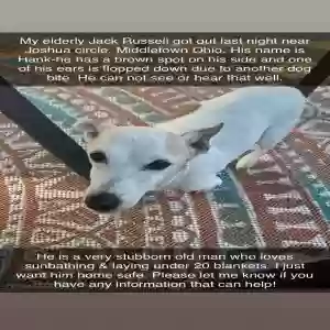 lost male dog unknown
