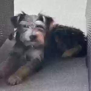 found female dog unknown
