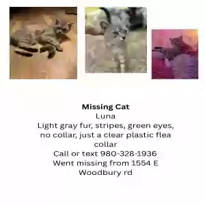 lost female cat luna