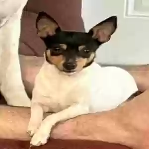 lost male dog paco