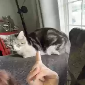 lost female cat mischief