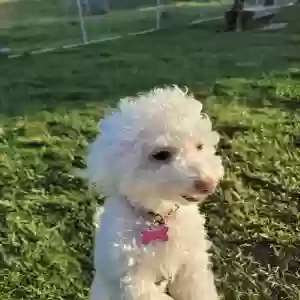 lost female dog snow