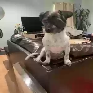 lost female dog chia