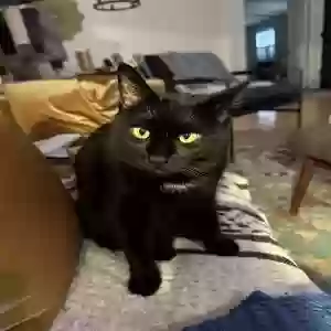 lost female cat sweetie