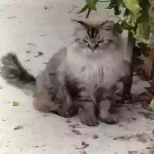 lost female cat hunky/gypsy