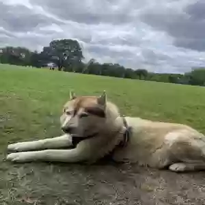 lost male dog ghost