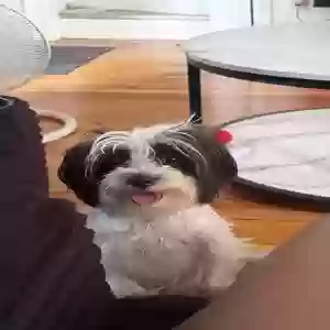 lost female dog miley b