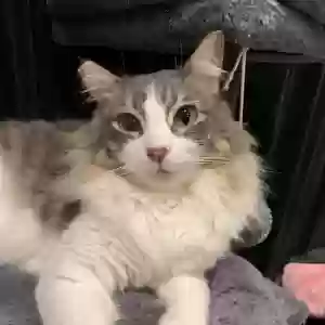 lost male cat valentin