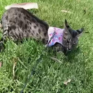 lost female cat nala