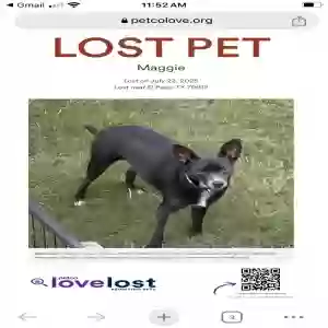 lost female dog maggie