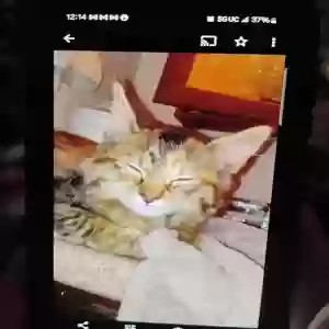 lost female cat scout