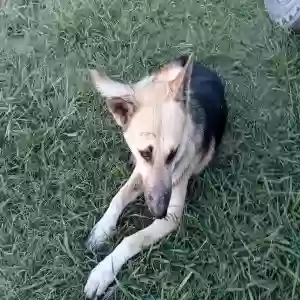 lost unknown dog unknown