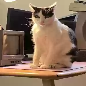lost male cat moon