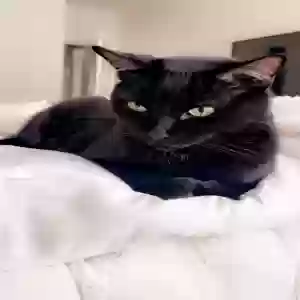 lost male cat t’challa
